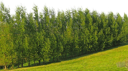 Hybrid Willow Tree Plants for Growing | Fast Privacy Hedge Row, Wind Block, Shade | Fast Growing - 12 Feet Per Year, Fast Growing Trees (50 Trees)