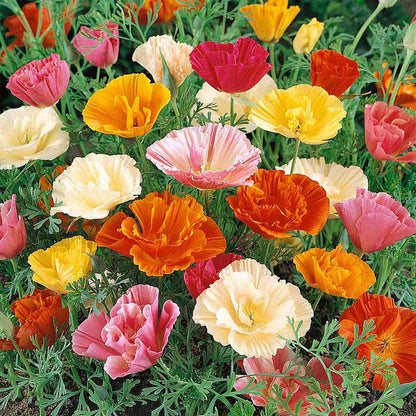Marde Ross & Company California Poppy Seeds for Planting - 3,200 Fresh Seeds - Mission Bells Mix - California Wildflower Seeds - Pet Friendly - Grown in the USA