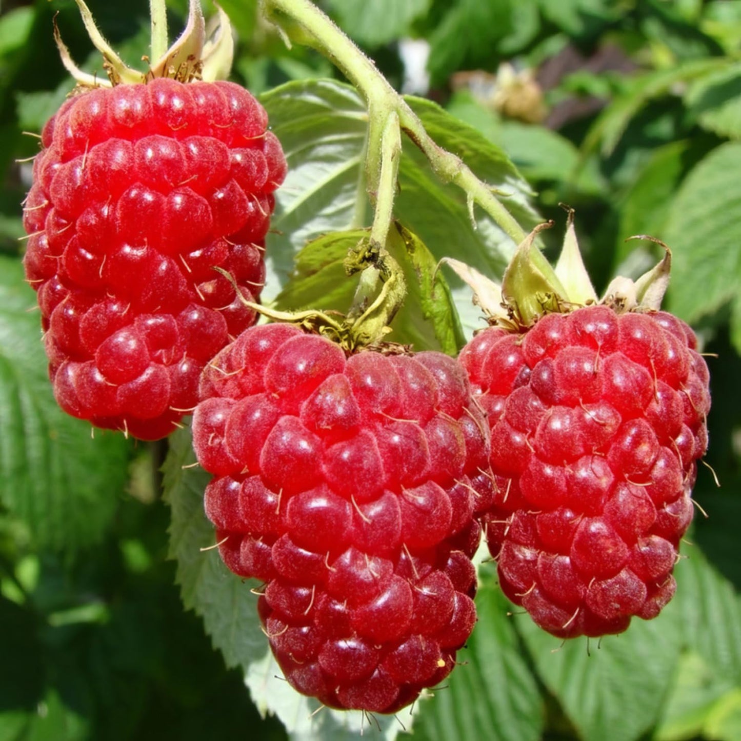 2-Pack Raspberry Plants Live, Raspberry Bushes Live Plants Well-Rooted, 5-9 Inch Tall, Raspberry Fruits (Caroline Red Raspberry)
