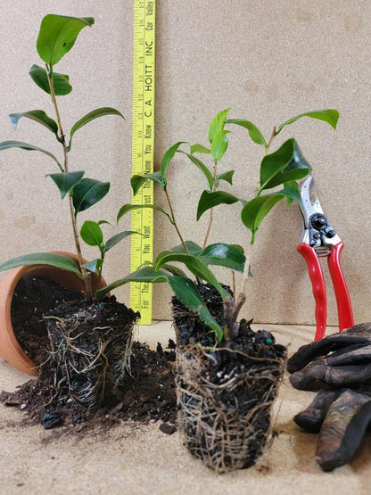 (1) - Dad's Pink Camellia Japonica - Starter Plant (4L) (1 Live Plant)