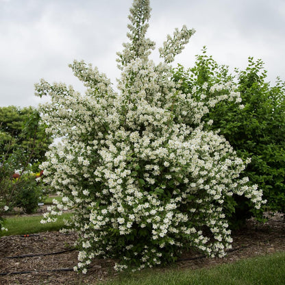 1 Year Old Philadelphus Mock Orange Bush Tree Live Plant, Very Fragrant, Cold Hardy, Dormant in Winter