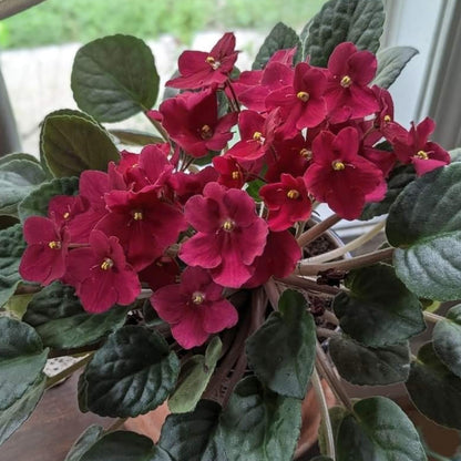 African Violets Live Plant in 4 Inch Pot, Red Burgundy Blooms, Perennial Flower Houseplant African Violet Plant for Indoors Outdoor Garden