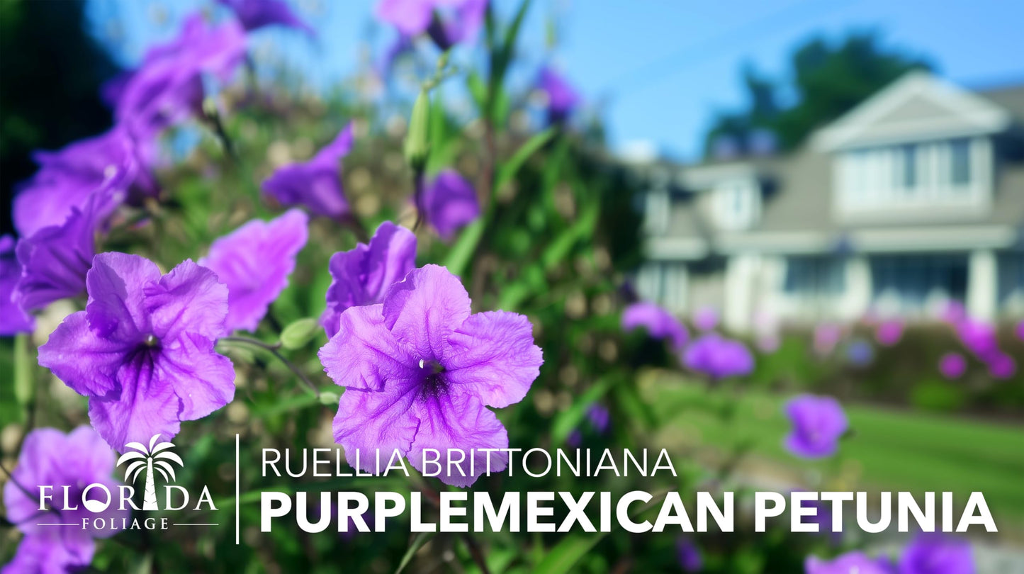 Mexican Petunia Purple | 10 Live Plants | Ruellia Brittoniana | Purple Flowering Landscape Pollinator | Heat Tolerant Groundcover | Outdoor Perennial for Gardens Borders Walkways Containers