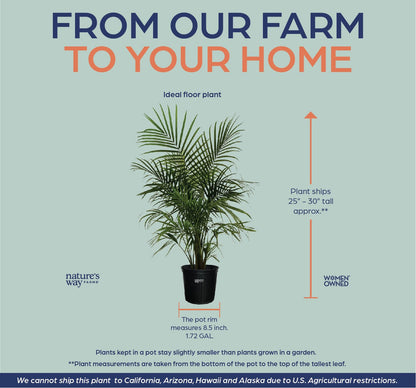 Nature's Way Farms Majesty Palm Live Plant, Indoor and Outdoor Palm Tree, in Growers Pot, Tropical Houseplant, Decor for Your Patio, Balcony, Home or Office 3-4 Feet Tall