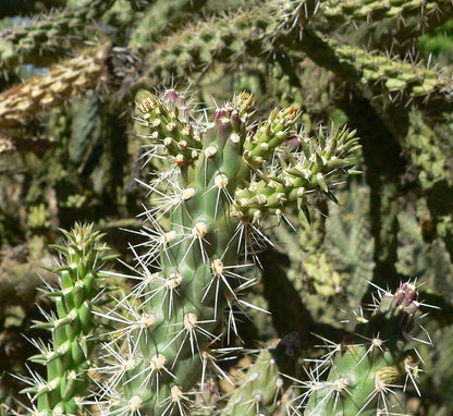 Unrooted Cuttings of Coral Cactus, Boxing Glove Cactus, Cylindropuntia fulgida VAR. mamillata , Cutting About 4" ~ 5" Long Each (2)