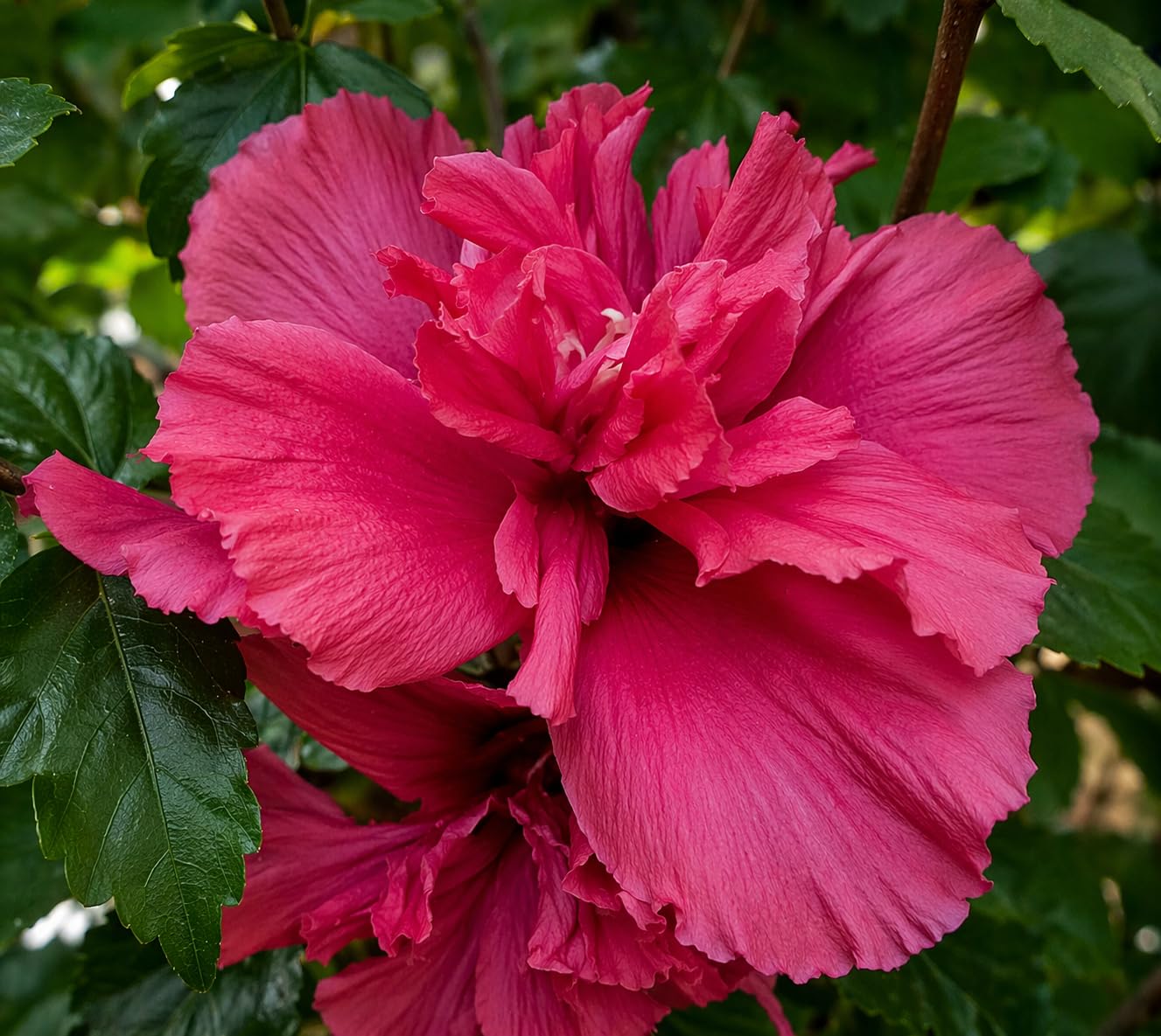 5 Red Lucy Hibiscus Rose of Sharon Trees - 10-18" Tall Live Plants - Althea Flowering Shrubs/Bushes - Hibiscus syriacus 'Lucy' - (5 Pack)
