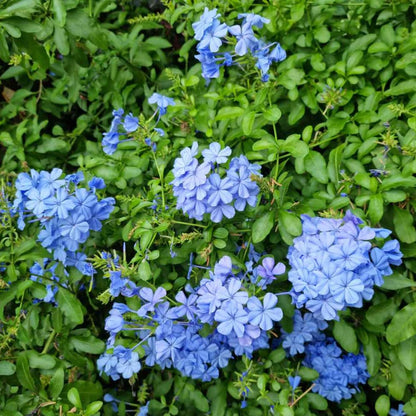 3 Blue Plumbago Plants Live, 4-7 Inches Tall, Tropical Flowering Shrub for Garden or Containers