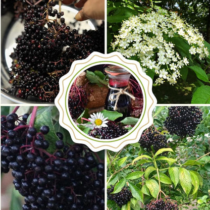 Pack 2 American Elderberry Plants Live 6 to 12 Inch Tall, Black Elderberry Trees Live Plants for Planting, Sweet Elderberries Fruit