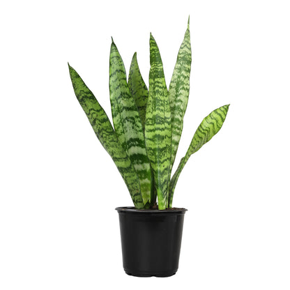 Altman Plants Live Snake Plant (Zeylanica), Approx. 13" Tall, Virtually Indestructible Easy Succulent Houseplant, 4 in Pot