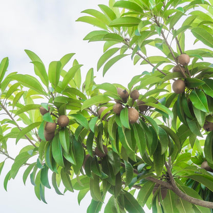 Sapote Tree Live Plant, Sapodilla Live Tropical Fruit Tree, 2 to 3 Feet Height, Ready for Planting in One Gallon Pot