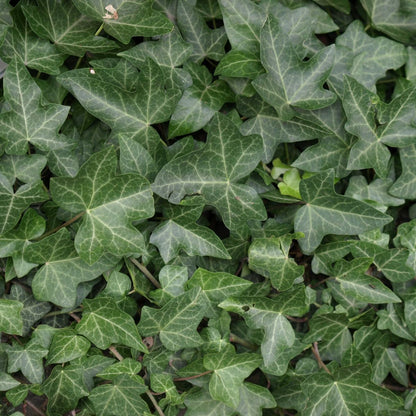 Green English Ivy Live Plant, Hardy Ivy Plants in 4 Inch Pot, Outdoor Indoor Garden