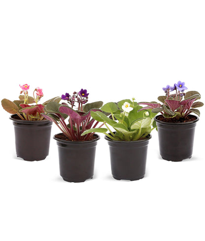 Live Combo 4 Plants African Violets, Blooming Plant, Plant Lover Gift, Housewarming Gift, Birthday Gift, Floral Arrangements, Thank You Gift in 4" Pots