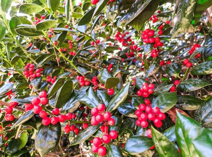 Burford Holly Tree/Shrub - 10-16" Tall Live Plant - Quart Pot - Holly Bush Seedling - Ilex Cornuta 'Burfordii'