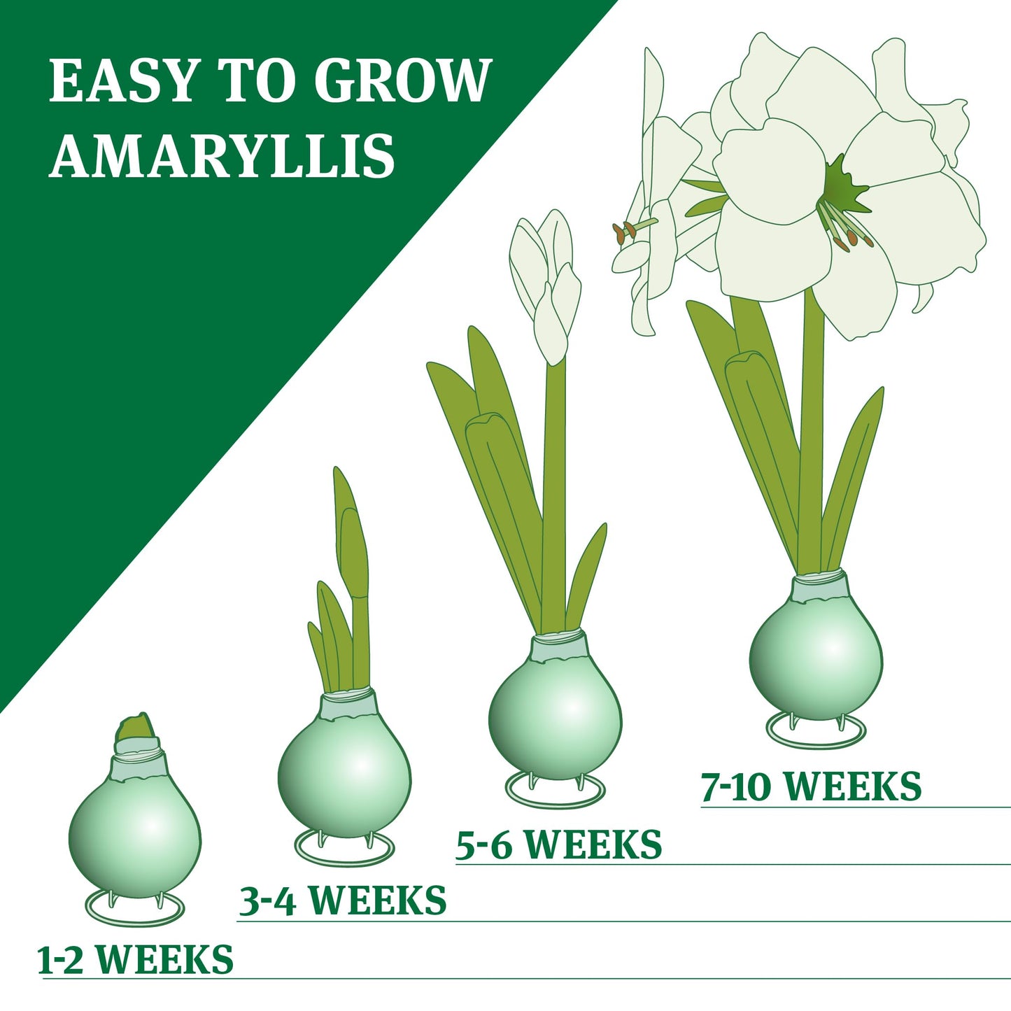 White Base Waxed Amaryllis Flower Bulb with Stand, No Water Needed