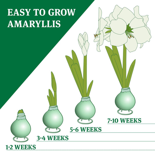 Pink Cloud Waxed Amaryllis Flower Bulb with Stand, Grow Real Blooming Indoor Spring Flowers, No Water Needed
