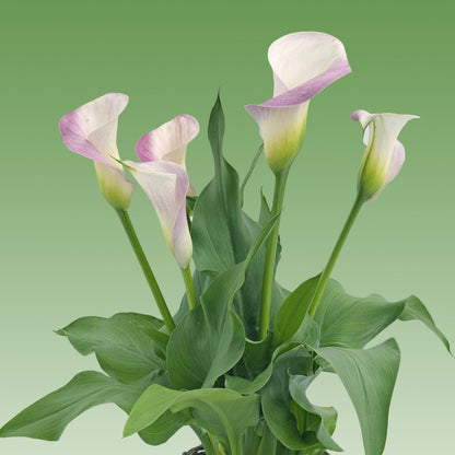 Pink Calla Lily Pink Melody | Pink Calla Lily Blooms - 3 Large Zantedeschia Flower Bulbs for Planting | Ships from Easy to Grow TM