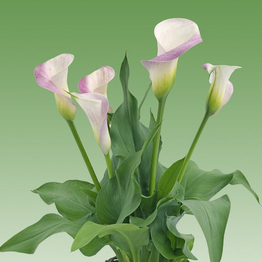Pink Calla Lily Pink Melody | Pink Calla Lily Blooms - 3 Large Zantedeschia Flower Bulbs for Planting | Ships from Easy to Grow TM