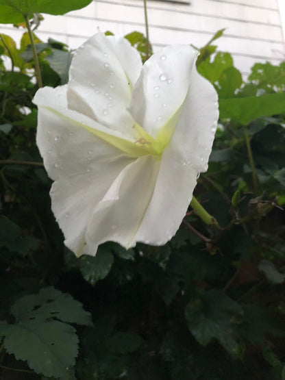 Smoke Camp Crafts Live Organic Moon Flower Plant (Ipomoea alba) in 2.5 inch Pot | Moonflower, Moonvine, Tropical White Morning Glory