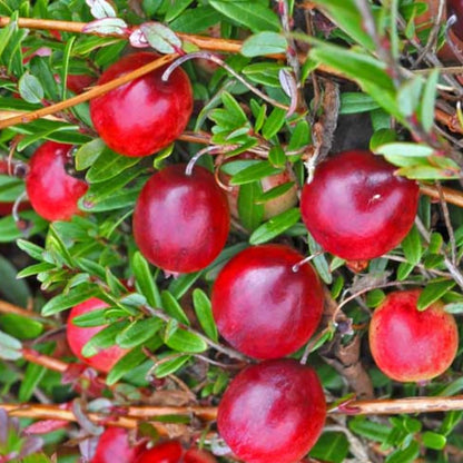 Cranberry Trees Plant Live in 3 Inch Pot, Low Bush Groundcover, Red Cranberries Tree Viburnum Plant, Edible Cranberry Tree Live for Growing