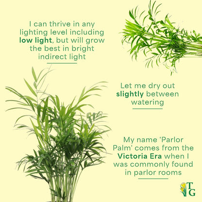 Thorsen's Greenhouse Parlor Palm Plant, Live Indoor Plant, Neanthe Bella Palm, Natural Air Purifier, Easy to Grow, Pet Safe Plant, 4-inch Diameter Pot (Natural)
