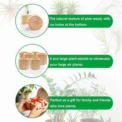 Belit 6 Pcs Air Plant Holder, Large Wooden Air Plants Live Holders for Home Decor (NO Plant Included)