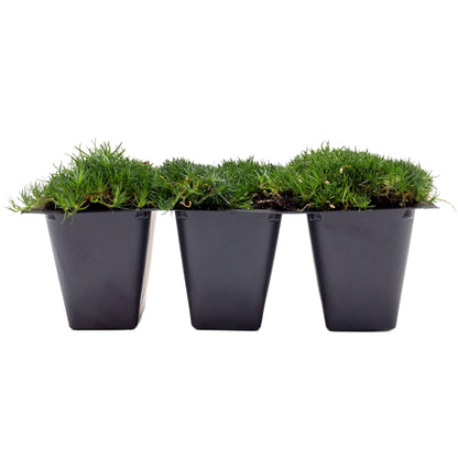 3 Irish Moss – Soft Evergreen Mossy Groundcover with White Spring Flowers for Rock Gardens & Pathways (Sagina subulata) in 2.5″ Cubes, Live Plants
