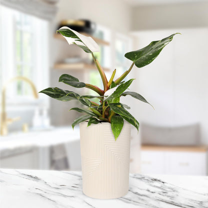 Green Circle Growers White Princess Live Indoor Plants in 5" Beige Rockefeller Pot, House Plant