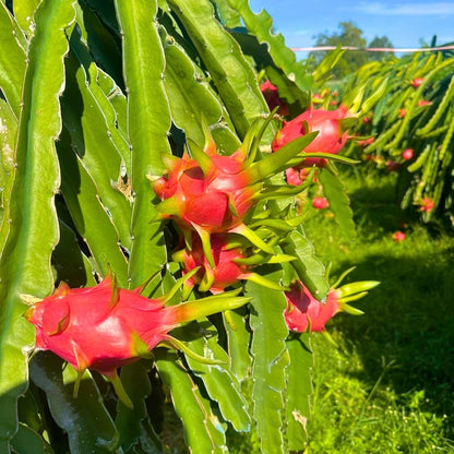 4" Red Dragon Fruit Live Plant, Tropical Dragon Fruit Live Plant in Pot, Tropical Tree for Planting Garden