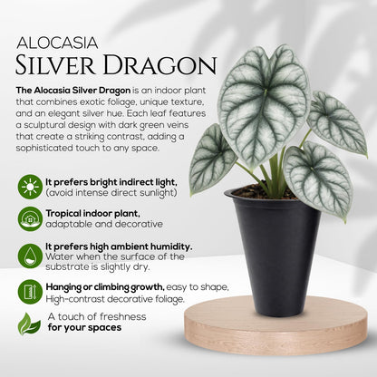 Alocasia Silver Dragon (4 Pack) Live Plant,Rare Indoor Alocasia,Silver Foliage Elephant Ear Plant,Tropical Houseplant Live, Starter Size Alocasia Plant,Houseplant for Home Decor and Indoor Growing