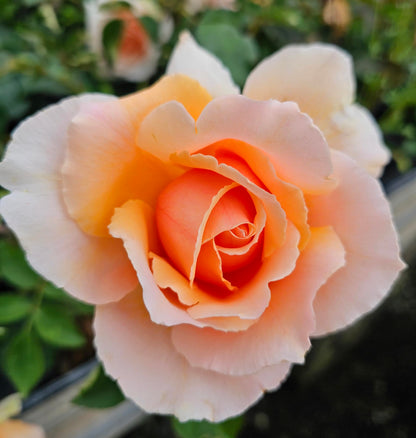 Just Joey Apricot Rose Bush, Rose Bushes Ready to Plant, 2 Quart Pot, Plant Gifts, Roses Live Plants (Apricot - Just Joey Rose)