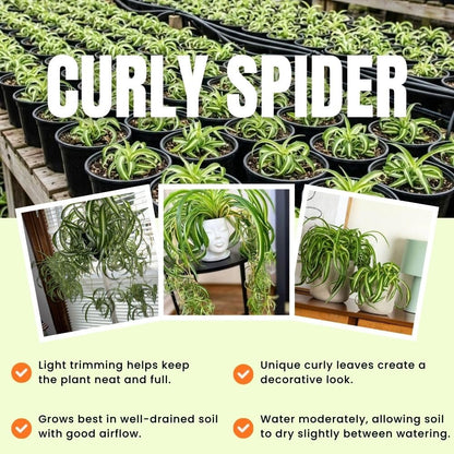 Variegated Curly Spider Live Plant 2" Pot, Spider Plants, Chlorophytum Curly Spider Airplane Plants for Planting Indoor Outdoor