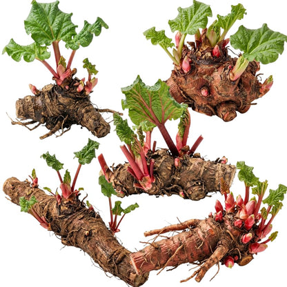 5 L Size Rhubarb Plants for Planting, Fast-Growing Rhubarb Crowns Root Division Plant, High Yield, Rich Flavor, Red Stalks