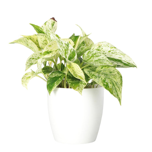 Thorsen's Greenhouse Marble Queen Pothos, Live Indoor Plant, Easy to Grow, Rare Variegated Houseplant, Natural Air Purifier, 4-inch Diameter Pot (White)