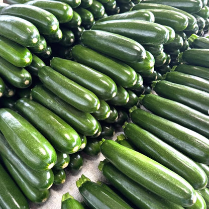 2 Green Squash Zucchini Plants Seedlings, 4 Inches Pot, Squash Plants Live, Live Zucchini Plants