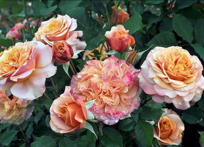 Crazy Love Rose 1.5 Gallon Potted, Own Root Live Plant, Orange Flowers Heavy Reblooming Floribunda, Stargazer Perennials
