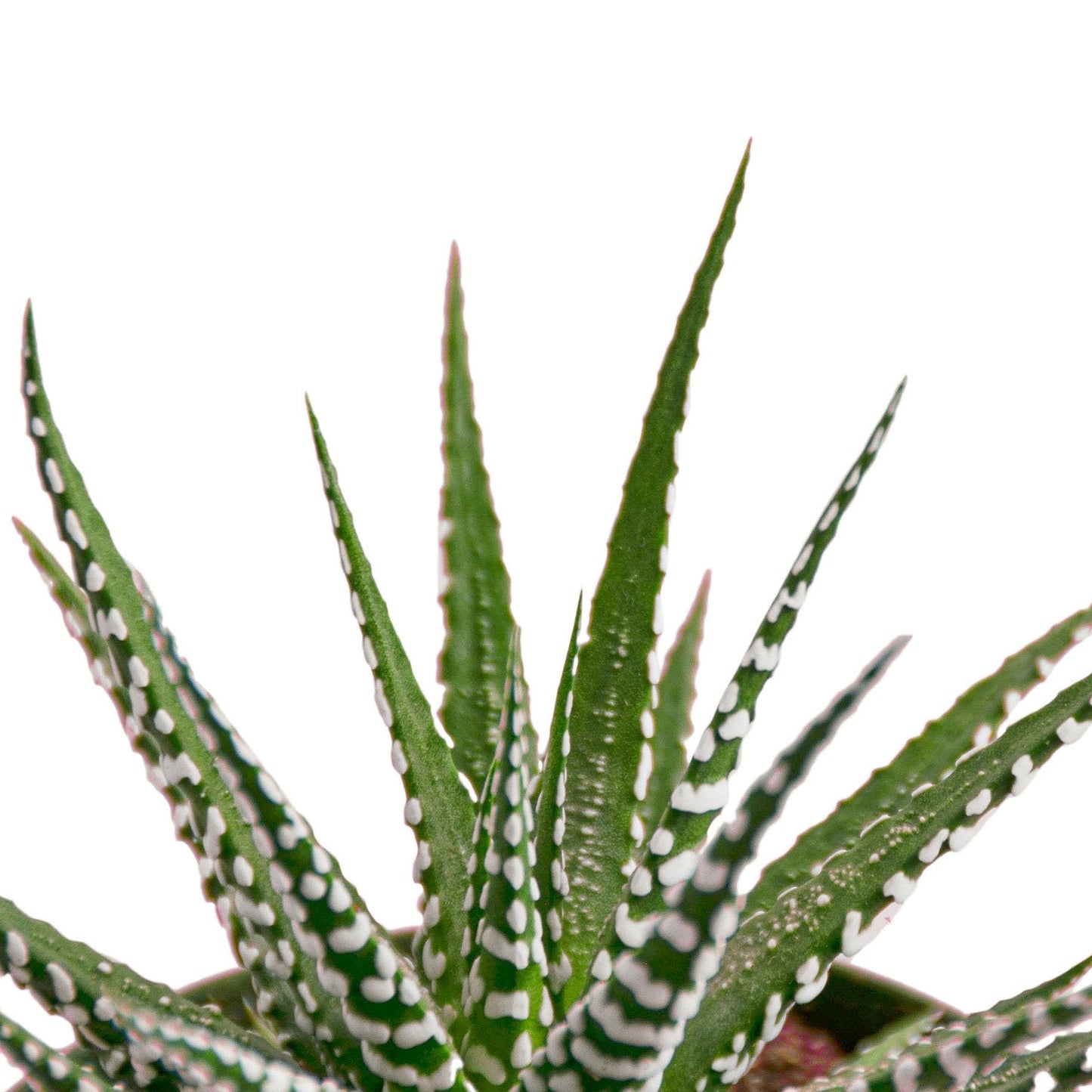 4 Pack Zebra Succulent - 6" Pot in 6in Pot - Live Succulent - Low Maintenance - Easy to Grow |Pet Friendly | Variegated | USA Growers | The Snobby Leaf