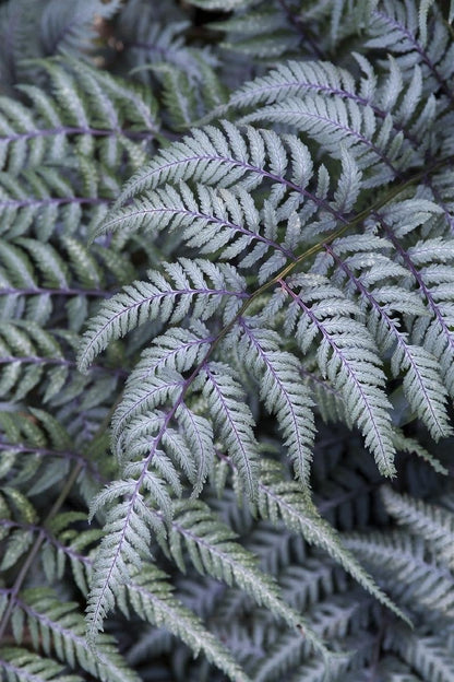Japanese Painted Fern | 3 Live Plants | Athyrium Niponicum | Shade Garden Essential | Lush Foliage Accent