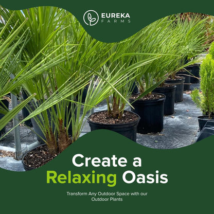 European Fan Palm Tree Multi - Chamaerops Humilis, Cold Hardy Mediterranean Palm, Drought-Tolerant Ornamental Plant for Patios, Gardens, and Landscapes (3gal Pot, 2-3ft)