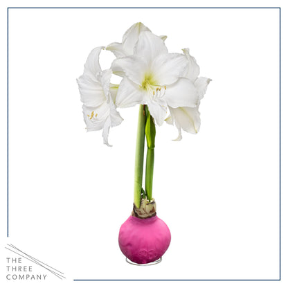 Waxed Amaryllis Bulb - Pink Wax, White Blooms - Easy Care - No Watering Needed! Beautiful Spring Décor