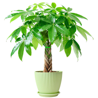 Sprout N Green Small Money Tree with 5 Lucky Braid, Live Plant with Green Stripe Pot, Decoration for Indoor Home Office Tabletop Windowsill Side Table, Gift for Housewarming Mother's Day, 8-10" Tall