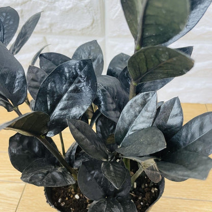 Live Black ZZ Plants, Black ZZ Plant Live Houseplants for Planting Indoor 3 Inch Pot