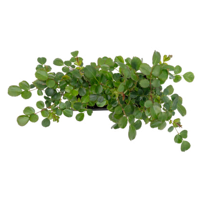 2 Pink Carpet Rose in 3.5” Nursery Cubes (Rosa ‘Flower Cover Pink’) | Low-Growing Groundcover Rose Shrub for Borders, Containers, and Mass Plantings | Ready-to-Plant Live Starter Plants