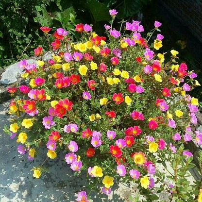 Set 4 Mix Portulaca Live Plant, 4-6 Inch Tall, Moss Rose Plants Live, Rare Portulaca Plants for Growing Indoor Outdoor