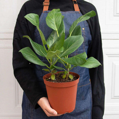 Ficus Elastica Audrey Live Plant for Indoor | Different Houseplants in 4'' & 6'' Pot | Real House Plant for Living Room, Office, Desk & Bathroom | Ficus Elastica Audrey