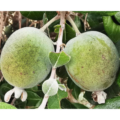 Pineapple Guava Live Plant, 4-8” Tall, Hardy Guava Fruit Tree for Garden