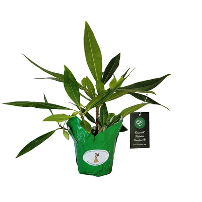 Fairy Petticoat - Elaeocarpus grandiflorus - Live Tree Plant - Unusual Fringed Pink White Flower - Emerald Goddess Gardens - Starter Sz 4 Inch Pot