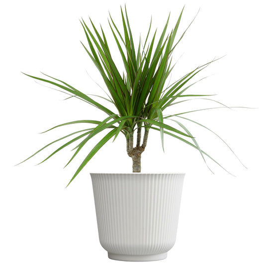 Live Dracaena Marginata, Easy House Plant Decor in 6" White Pot, Dragon Tree, Real Office Plants, Decorative Gifts by Plants for Pets