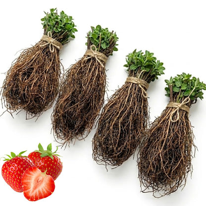 75 Strawberry Plants, Allstar Strawberry Roots, Productive Berry Shrub, Easy Care Edible Plants for Home Gardening and Patio Pots, Outdoor Indoor Planting