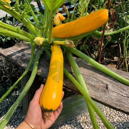 Zucchini Summer Squash Plant, Yellow Squash, 2 Plants in 4 Inch Pot, 3 to 6 Inch Tall Seedlings for Planting Outdoor Garden