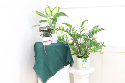 Calathea makoyana Peacock (4" Grower Pot) - Peacock Prayer Plant - Eye-catching, Easy to Grow, Easy to Care Houseplant - Live Healthy Houseplant for Home Office Decoration